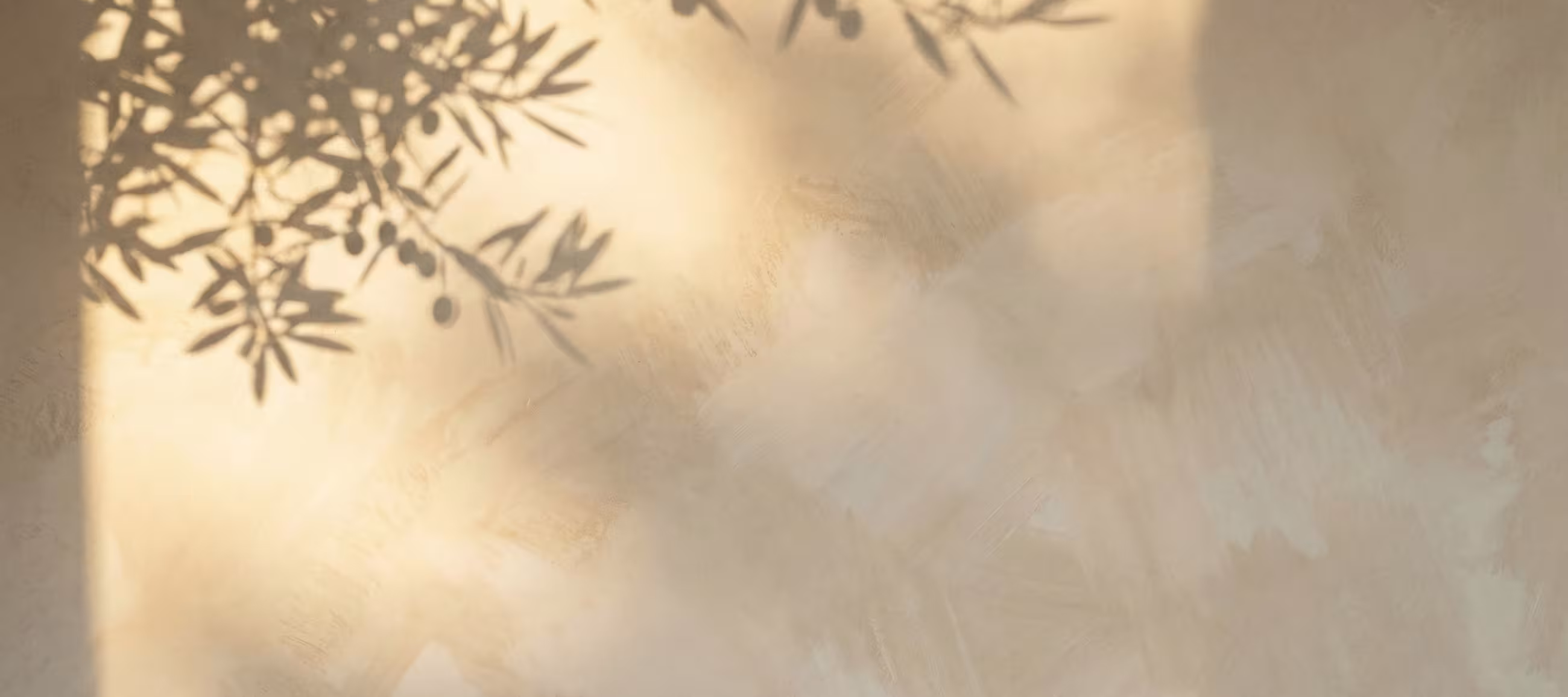 an olive tree shadow against a light wall